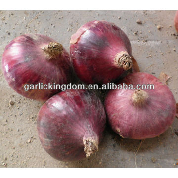 Nuevo cultivo Fresh Red Onion yellow onion